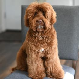 Coco - Australian Labradoodle
