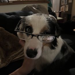 Aussiedoodle Puppies from Hearth&Hound Doodles