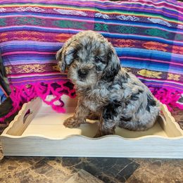 Aussiedoodle, Australian Shepherd, Bernedoodle, Cockapoo, and Poodle Puppies from Sis' Doodles & Poodles