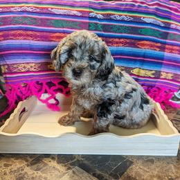 Aussiedoodle, Australian Shepherd, Bernedoodle, Cockapoo, and Poodle Puppies from Sis' Doodles & Poodles