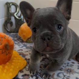 Mario - Blue male French Bulldog puppy in Las Vegas, Nevada from Haus of Sin City Hunz