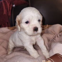 Cocker Spaniel Puppies from Gates Cocker Spaniels