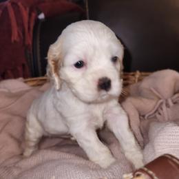 Cocker Spaniel Puppies from Gates Cocker Spaniels