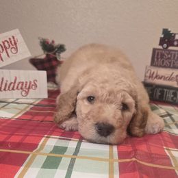 Black boy - Caramel cream male Labradoodle puppy in El Paso, Texas from My Cuddly Doodles