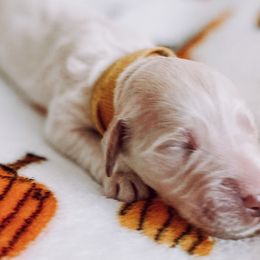 “Dolly” Parton - Cream Goldendoodle puppy in Pine Bluff, Arkansas from Maizey Jane’s Doodles