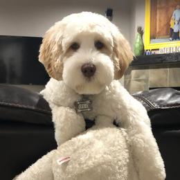 Cooper - Australian Labradoodle