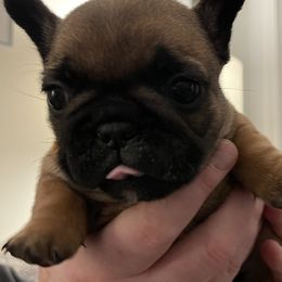 French Bulldog Puppies from JoJo French Bulldogs