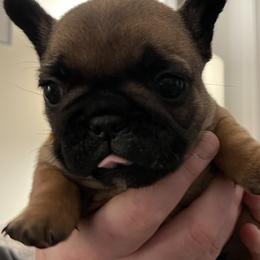 French Bulldog Puppies from JoJo French Bulldogs