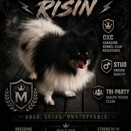 Moe - Pomeranian