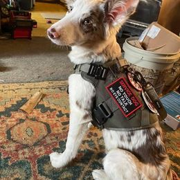 Border Collie Puppies from Willow Spring Border Collies