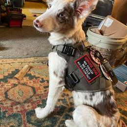 Border Collie Puppies from Willow Spring Border Collies