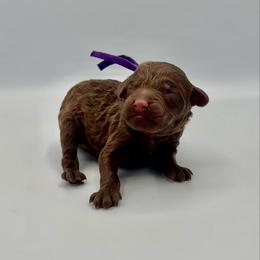 Toast - Chocolate male Goldendoodle puppy in Pulaski, Tennessee from Doodle My Heart