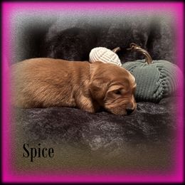 Spice - Dark golden female Golden Retriever puppy in Anson, Texas from Diamond Bar N Ranch