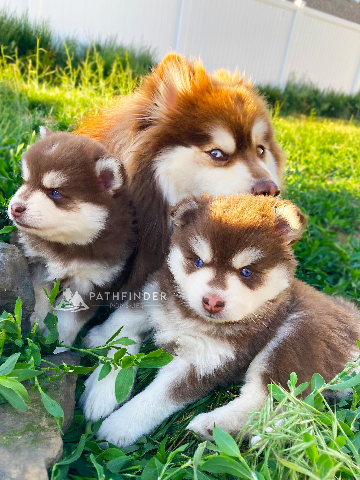 Pathfinder Pomskies in Washington Pomsky puppies Good Dog