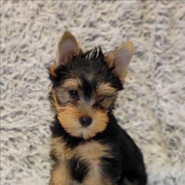 Red collar boy - Black and tan male Yorkshire Terrier puppy in Jacksonville, Florida from Yorkieology