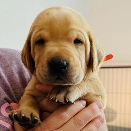 Ember - Yellow male Labrador Retriever puppy in Rock Hill, South Carolina from North Star Retrievers