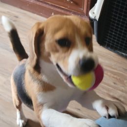 Beagles and Norwegian Buhunds from Fjordriket