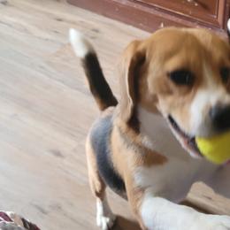 Beagles and Norwegian Buhunds from Fjordriket