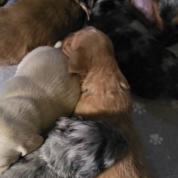 Dachshunds from Holly Watson