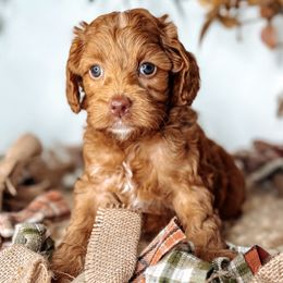 Olive - Caramel female Australian Labradoodle puppy in Decatur, Alabama from Southern Meadows Doodles