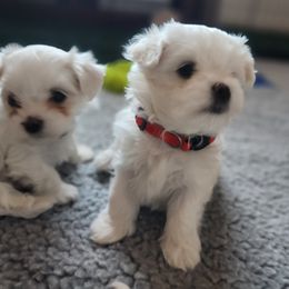 Maltese Puppies from Arizona Maltese Gems