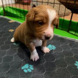 Madonna (has tail) - Red merle female Miniature Australian Shepherd puppy in Terryville, Connecticut from Spirited Aussies