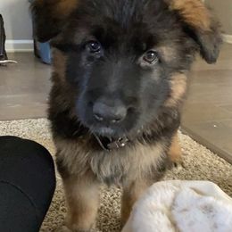 German Shepherds from Over The Moon Shepherds