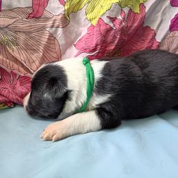 (Gaia) Salsita - Black and white female Border Collie puppy in Max, Nebraska from Stag Valley Homestead