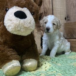 Dasher - Aussiedoodle puppy from H & A Kennels