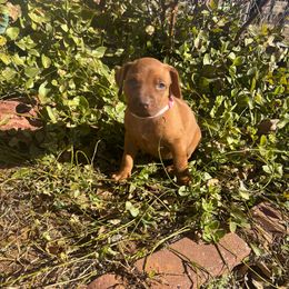 Ginger - Lt whtn brn nose female Rhodesian Ridgeback puppy in Carney, Oklahoma from River Run Parson Russell terriers & River Run Ridgebacks