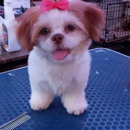 Shih Tzu and Yorkshire Terrier Puppies from Thorntons Fur Crew