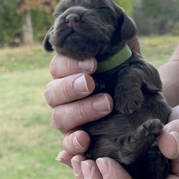 Green - Brown male Cocker Spaniel puppy in Palestine, Texas from Chocolate Cocker Spaniels