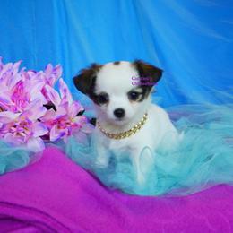 Sunny - Black and white female Chihuahua puppy in Bois D Arc, Missouri from Carsten's Chihuahuas