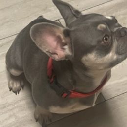 French Bulldogs from BWF Kennels