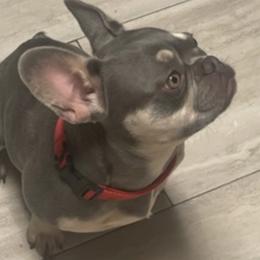 French Bulldogs from BWF Kennels