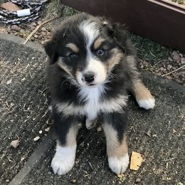 Australian Shepherd Puppies from Wild Souls Australian Shepherds