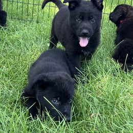 German Shepherd Puppies from Bolwerk’s 3B Acres