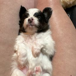 Papillon Puppies from Sapphire Papillons