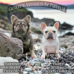 Ganesh - French Bulldog