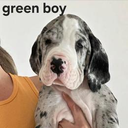Green Collar Male - Merle male Great Dane puppy in Northeast, Pennsylvania from Bluestone Valley Great Danes