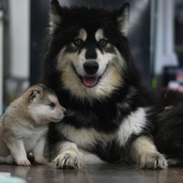 Alaskan Malamute Puppies from North Shore Alaskan Malamutes
