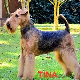 Tina - Airedale Terrier
