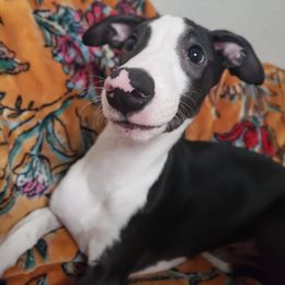 Gwyn - White and black male Whippet puppy in Lutz, Florida from Whippets of Astora