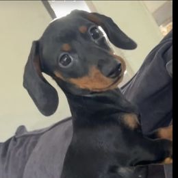 Peanut - Dachshund