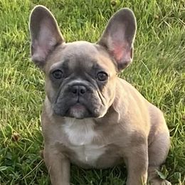 French Bulldogs from Hood-Bred Frenchies