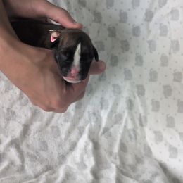 Reia - Brindle female Boxer puppy in New Holland, Pennsylvania from Shady Rill puppies