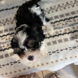 Bear - Tri-color male Cavapoo puppy in Santaquin, Utah from Willow & Wag Farm