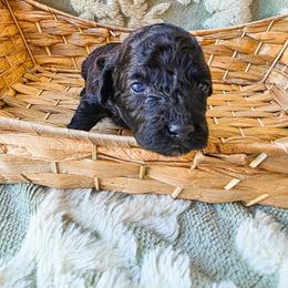 Cherry - Black female Cockapoo puppy in Stillwater, Oklahoma from Cowboy Country Cockapoos