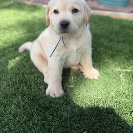 Blue - Yellow male Labrador Retriever puppy in Paulden, Arizona from Carefree Samoyeds & Deserthills Labradors