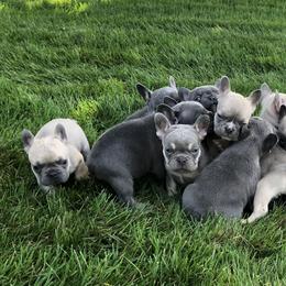 French Bulldog Puppies from Willow Farm